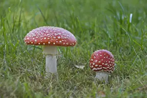 Basidiomycetes Prints: Fly Agaric (Amanita muscaria)
