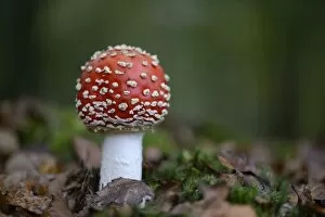 Images Dated 29th October 2014: Fly Agaric -Amanita muscaria-, Emsland, Lower Saxony, Germany