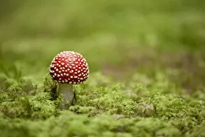 Images Dated 3rd October 2012: Fly Agaric -Amanita muscaria-, fruiting body between moss, Germany