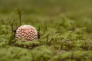 Images Dated 30th September 2012: Fly Agaric -Amanita muscaria-, fruiting body between moss, Germany