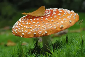 Basidiomycetes Prints: Fly Agaric (Amanita muscaria) in moss