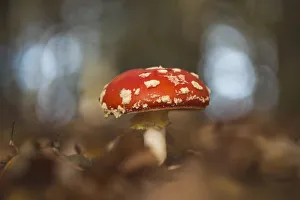 Images Dated 2nd November 2016: Fly agaric or fly amanita (Amanita muscaria) amongst leaves, Emsland, Lower Saxony, Germany