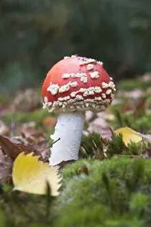 Images Dated 13th October 2016: Fly agaric or fly amanita (Amanita muscaria) amongst moss, Emsland, Lower Saxony, Germany