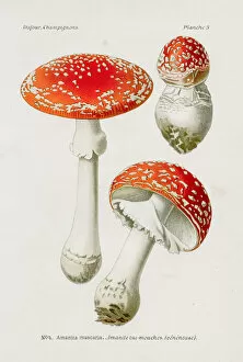 Images Dated 9th May 2017: Fly agaric mushroom 1891