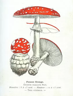 Images Dated 29th January 2018: Fly agaric mushroom engraving 1895