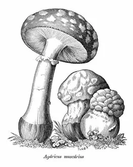 Fly agaric mushroom illustration 1880