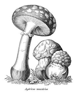 Images Dated 11th August 2011: Fly agaric mushroom illustration 1880