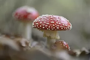 Images Dated 29th October 2014: Fly Agaric mushrooms -Amanita muscaria-, Emsland, Lower Saxony, Germany