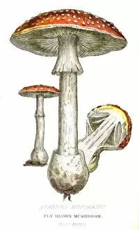 Images Dated 1st May 2017: Fly blown mushroom botanical engraving 1857