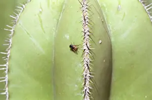 Green Prints: Fly on a cactus in the botanical garden in Valencia, Spain, Europe
