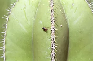 Prick Gallery: Fly on a cactus in the botanical garden in Valencia, Spain, Europe