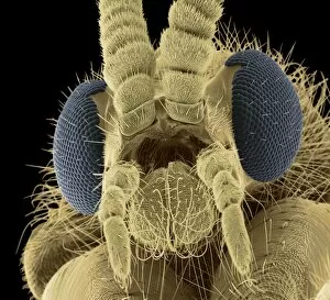 Images Dated 9th July 2009: Fly head, colored scanning electron micrograph