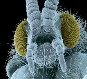 Fauna Collection: Fly head, colored scanning electron micrograph