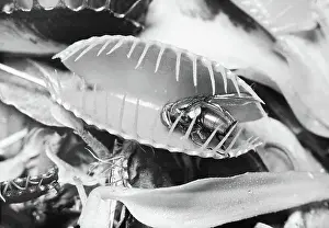 Closing Prints: Fly in Leaf Blades of Venus Fly Trap