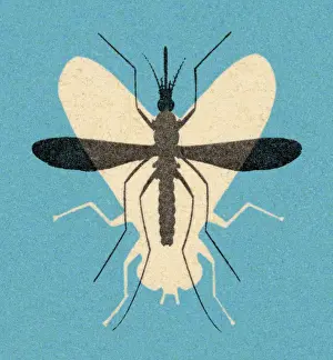 Fly and Mosquito