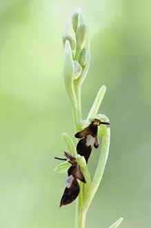 Fly Orchid -Ophrys insectifera-