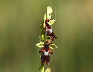 Plains Prints: Fly Orchid (Ophrys insectifera)