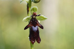 Fly Orchid (Ophrys insectifera), Isar river flood plains, Upper Bavaria, Bavaria, Germany Fly Orchid (Ophrys insectifera), Isar river flood plains, Upper Bavaria, Bavaria, Germany
