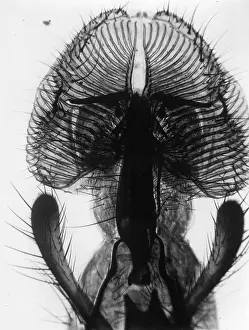 Hulton Archive Prints: Fly Proboscis