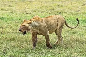 Images Dated 18th February 2014: Fly-ridden Lioness -Panthera leo-, Ngorongoro Crater, Tanzania