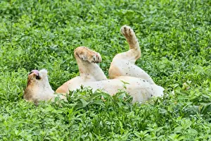 Fly-ridden Lioness -Panthera leo-, Ndutu, Tanzania