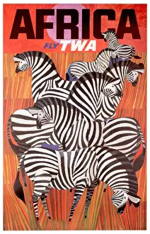 Fly TWA African Zebras Poster