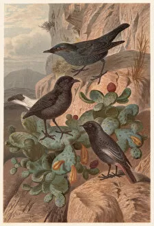Images Dated 16th July 2015: Flycatchers (Muscicapidae), published in 1882