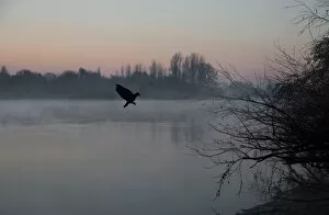 Images Dated 1st January 2015: Flying bird in nature