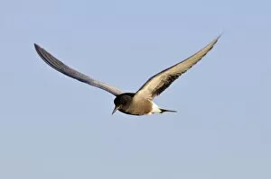 Images Dated 25th May 2014: Flying Black tern -Chlidonias niger-, Gelderland, The Netherlands