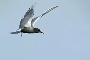 Images Dated 18th May 2014: Flying Black tern -Chlidonias niger-, Gelderland, The Netherlands