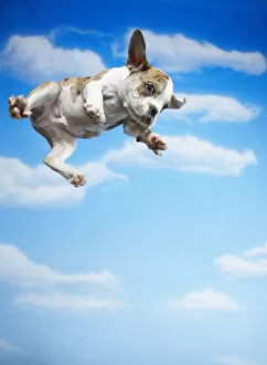 Corbis Gallery: Flying Bulldog Puppy