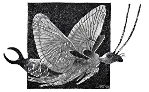 Insect Lithograph Prints: Flying catnip