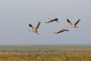 Images Dated 12th October 2012: Flying Cranes -Grus grus- in the morning, Mecklenburg-Vorpommern, Germany
