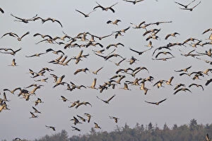 Flying Cranes -Grus grus- in the morning, Mecklenburg-Vorpommern, Germany