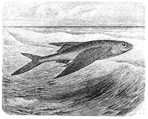 Animal Fin Prints: Flying fish (Exocoetus volitans)