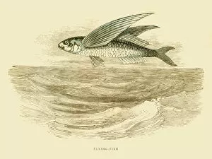 Images Dated 25th July 2016: Flying fish illustration 1851