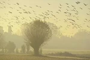 Flying geese swarm over trees in misty morning light, Xanten, Lower Rhine region, North Rhine-Westphalia, Germany