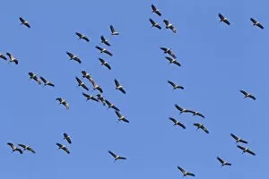 Images Dated 27th September 2014: Flying gray cranes -Grus grus-, bird migration, Rugen-Bock region