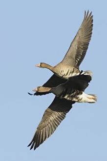 Images Dated 15th January 2012: Two flying Greater white-fronted Geese -Anser albifrons-, Bislicher Insel, Wesel, Lower Rhine region