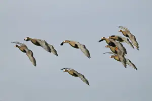 Anserini Prints: Flying Greater white-fronted Geese -Anser albifrons