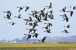 Images Dated 27th September 2014: Flying greylag geese -Anser anser-, bird migration, fall migration, Mecklenburg-Western Pomerania
