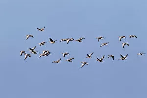 Images Dated 27th September 2014: Flying greylag geese -Anser anser-, bird migration, fall migration