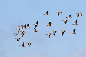 Images Dated 27th September 2014: Flying greylag geese -Anser anser-, bird migration, fall migration