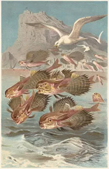 Seagull Gallery: Flying gurnards (Dactylopterus volitans), lithograph, published in 1884
