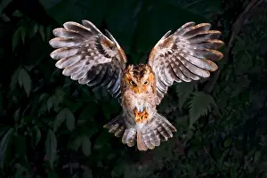 Prints of Mountain Scops owl hunting at night Beautiful Bird Species Prints: A flying Otus Spilocephalus