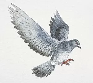 Images Dated 19th April 2006: Flying pigeon with message attached to its foot landing, side view