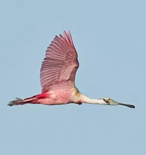 Images Dated 13th January 2018: Flying Roseate Spoonbill