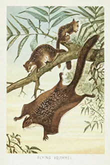 Images Dated 29th October 2018: Flying squirrel chromolithograph 1896