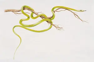 Flying Tree Snake (Chrysopelea pelias) slithering around a thin branch, side view