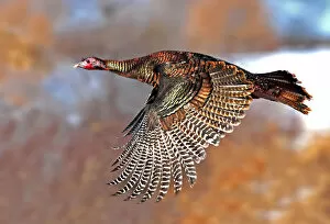 Images Dated 9th January 2012: Flying Turkey
